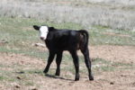 Calf on rangeland