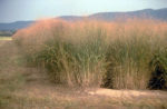 A stand of switchgrass