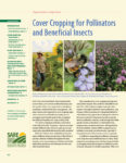 cover crops for pollinators and beneficial insects