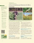 Cover of Cultivos de Cobertura para Rotaciones de Cultivos showing brassicas, forage radish and sunn hemp plants.