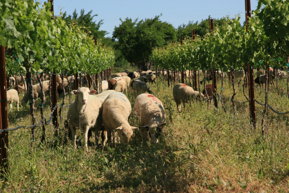 Sheep Grazing Vineyard