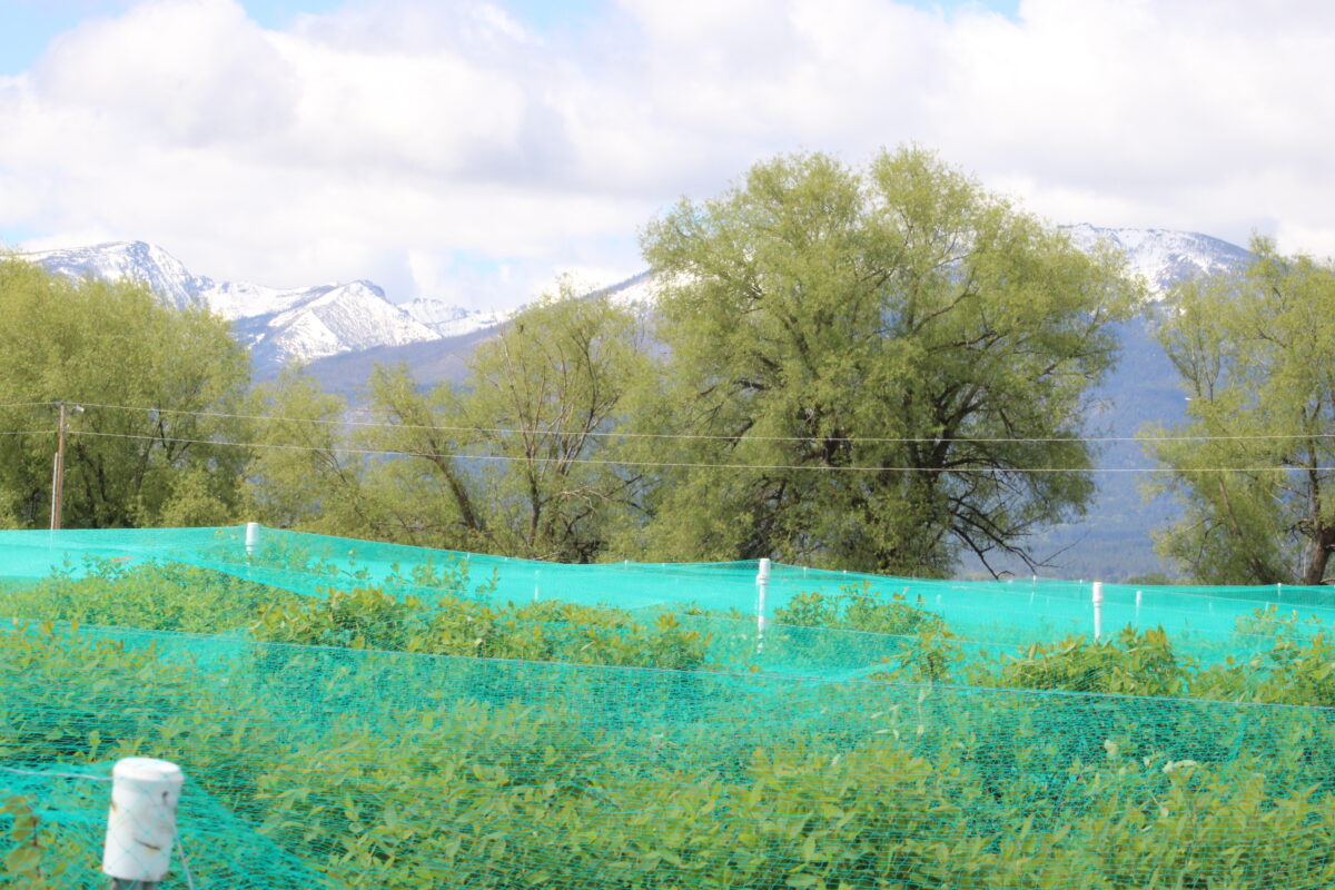 Honeyberry Production Increasing in Montana