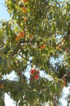 Peach tree with ripe peaches growing from the branches