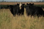 Cattle grazing on non-irrigated dryland system.