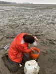 Graduate student working in mudflat