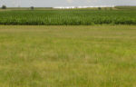 Perennial grass and cotton field