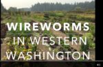 Wireworms in Western Washington cover with rows of crop behind the title