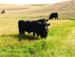 cattle on pastureland
