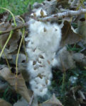 white fluffy cottonwood growing on a branch outside