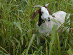 goat in a field of tall grass