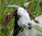 A goat looking to the right of the camera eating a piece of grass