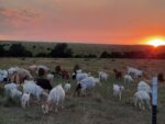 goats grazing during sunset