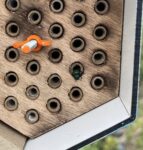 mason bee in nest