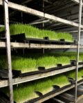 trays of sprouted barley