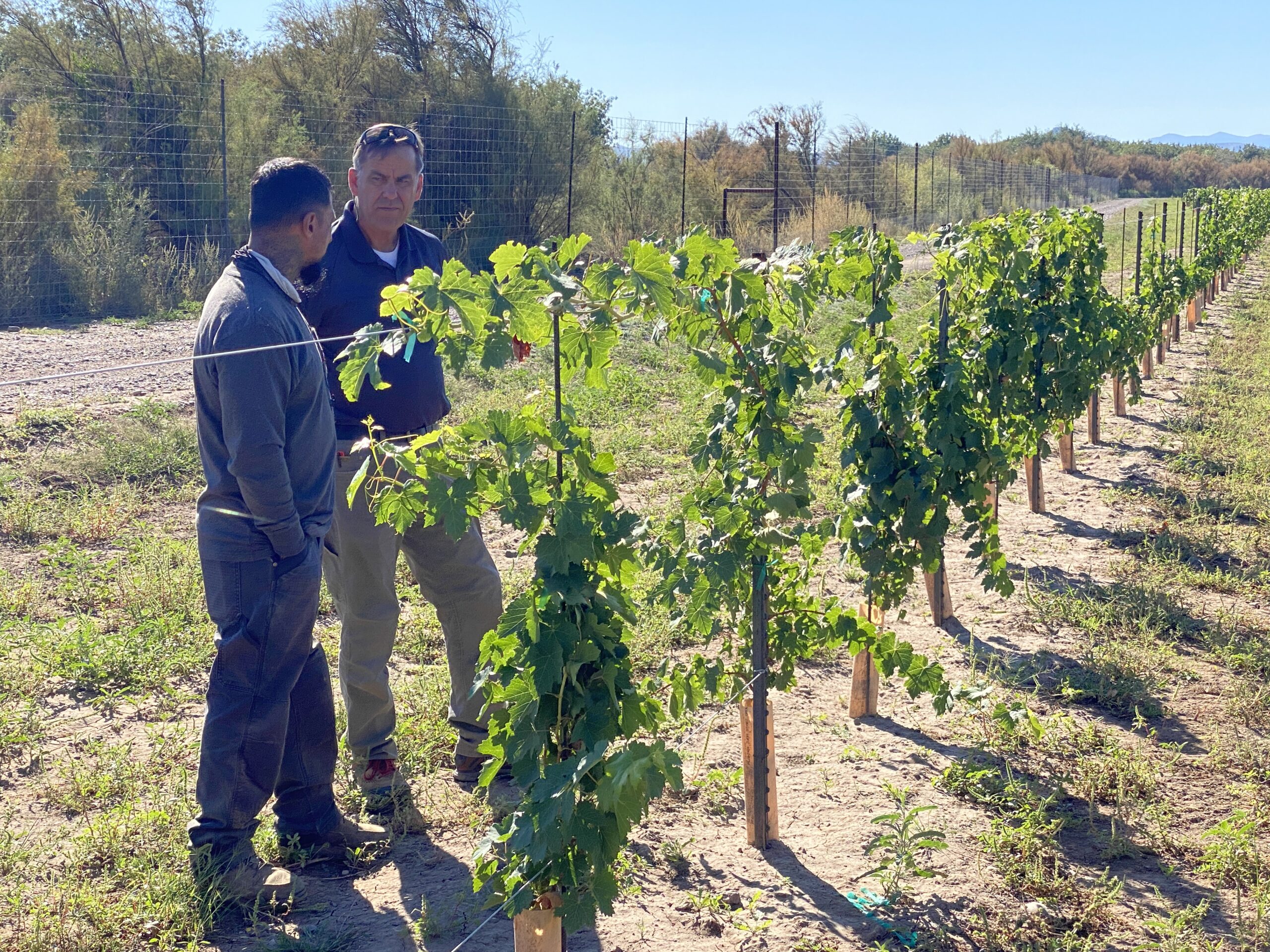 Cover Crops (NRCS 340)